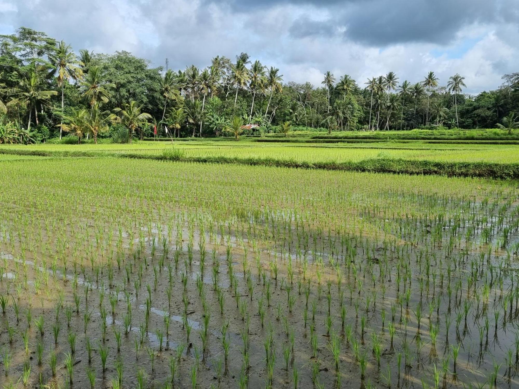 New 4 Bedroom Villa Surrounded By Jungle And Ricefields Ubud  Bagian luar foto
