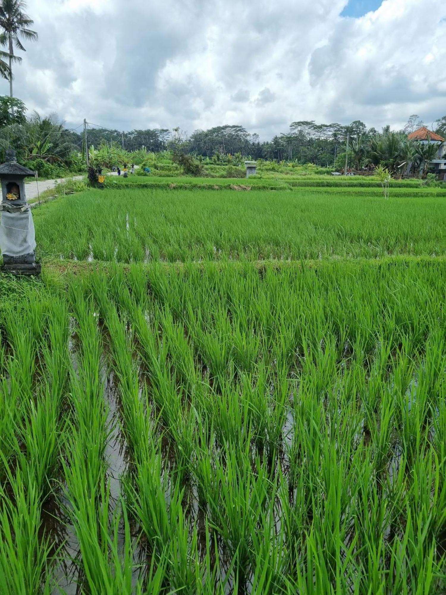 New 4 Bedroom Villa Surrounded By Jungle And Ricefields Ubud  Bagian luar foto